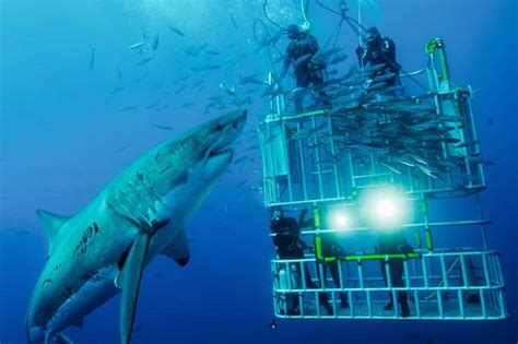 cage diving with sharks san francisco|shark cage diving cost.